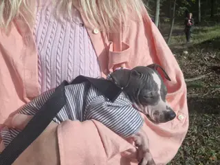 Amerikansk hårløs terrier med stamtavle - 3