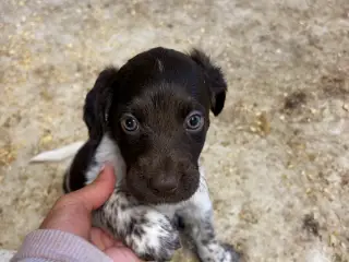 Kleiner münsterländer - 2
