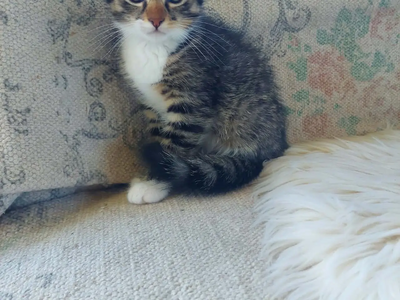 Billede 4 - Maincoon blanding killinger