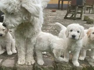 Golden DOODLE hvalpe - 3