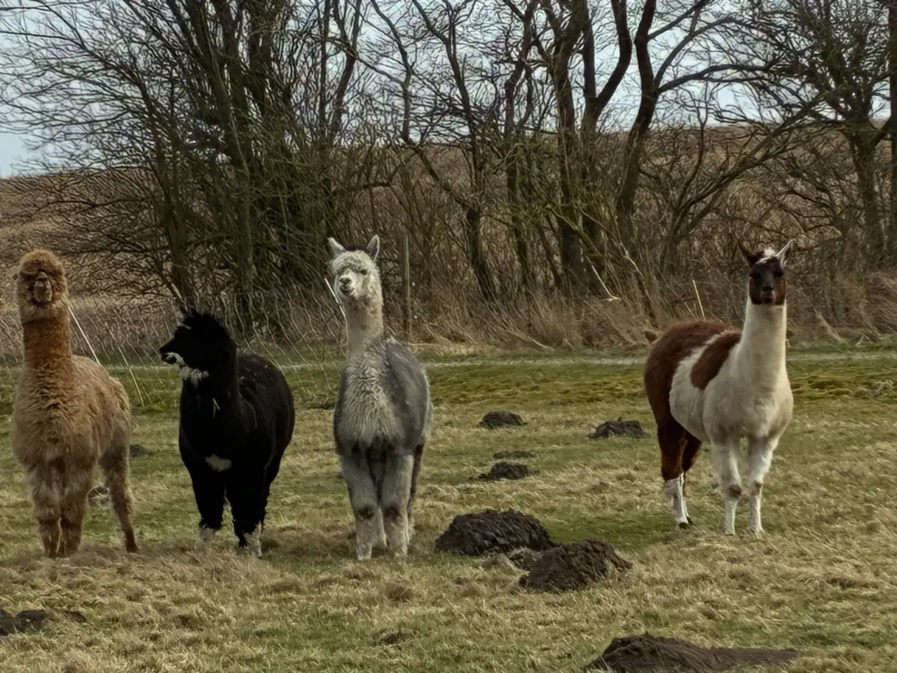 Billede 2 - 4 alpakaer 