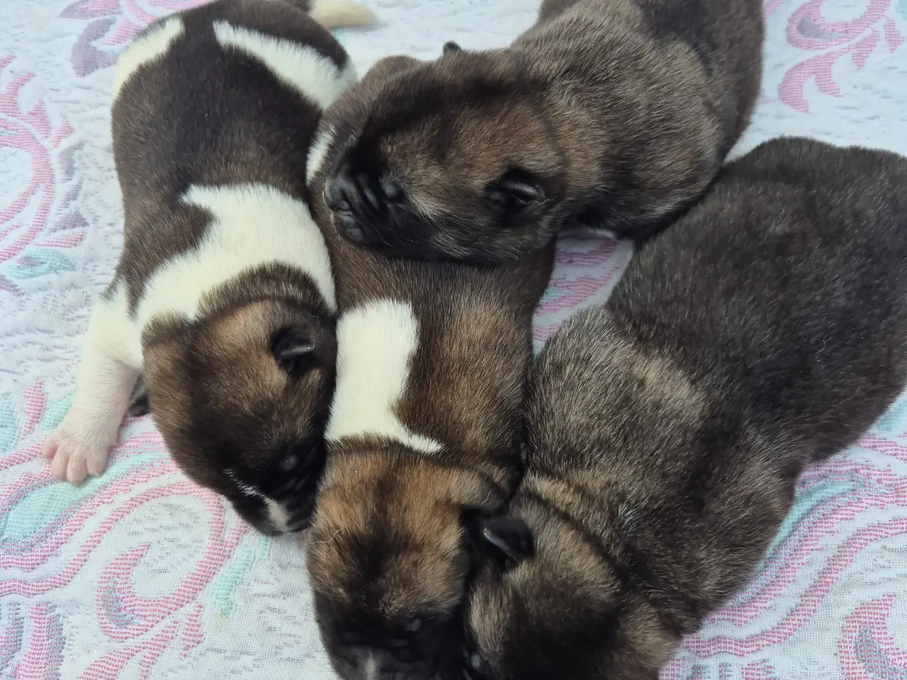 Billede 1 - Hundehvalpe American Akita