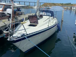 Sejlbåd Forgus 31
