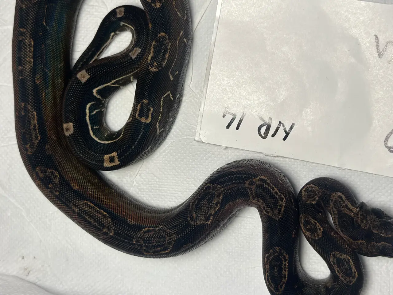 Billede 3 - Boa constrictor Keltic IMG poss Leopard Kahl A