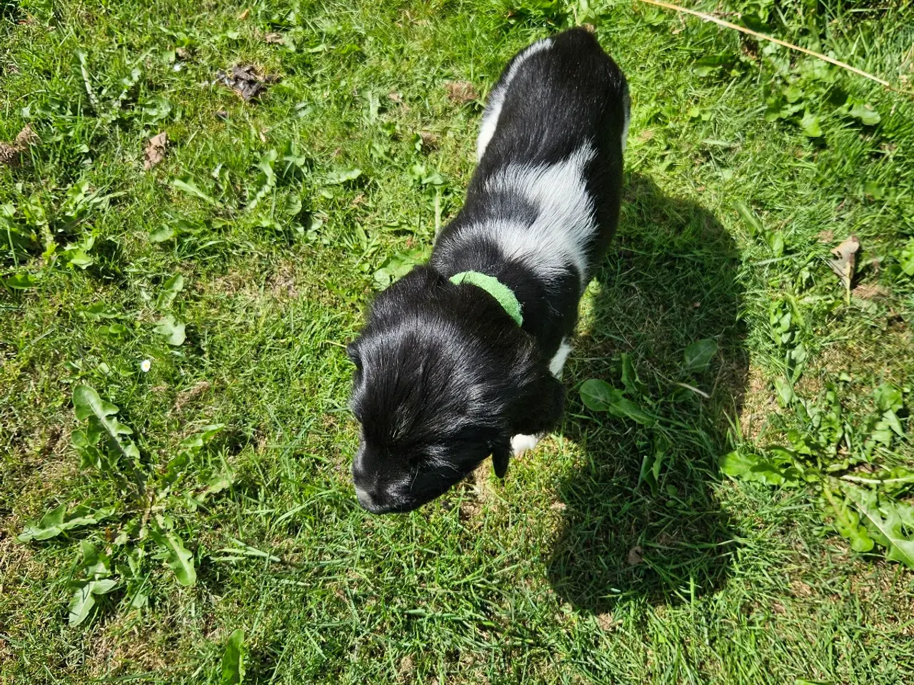 Billede 9 - Engelsk springer spaniel