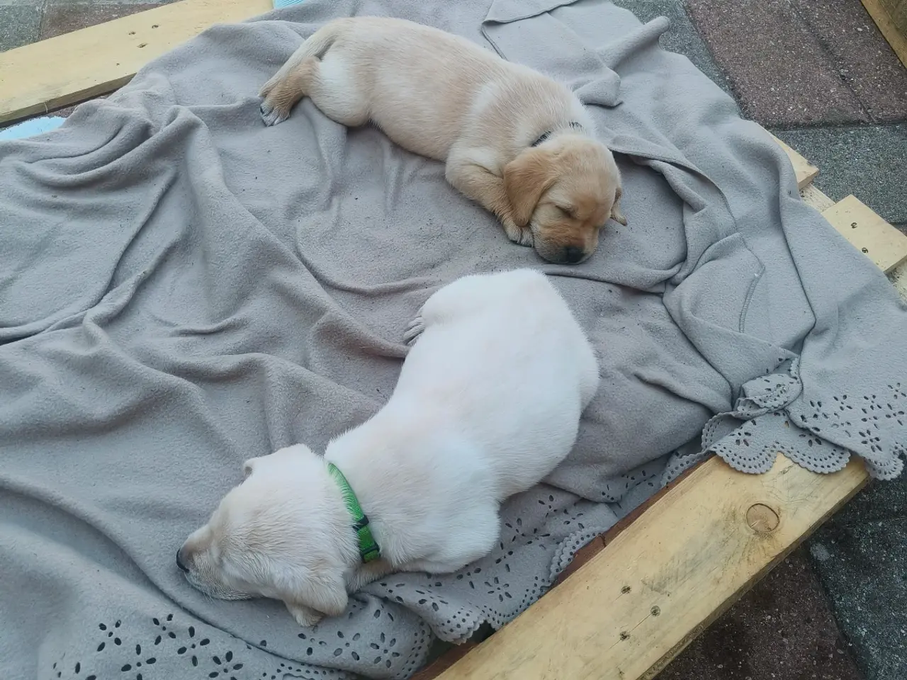 Billede 6 - Gule labrador hvalpe 