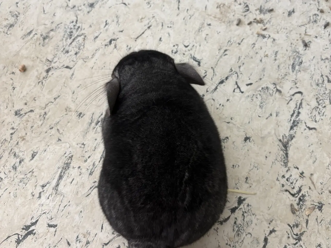 Billede 3 - HUN Pure grey chinchilla