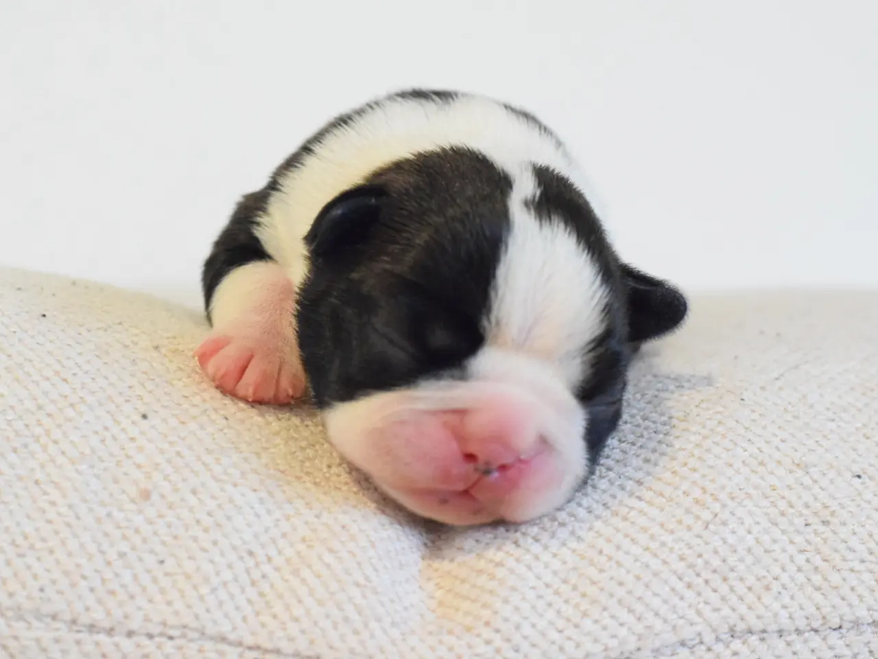 Billede 3 - Boston terrier 
