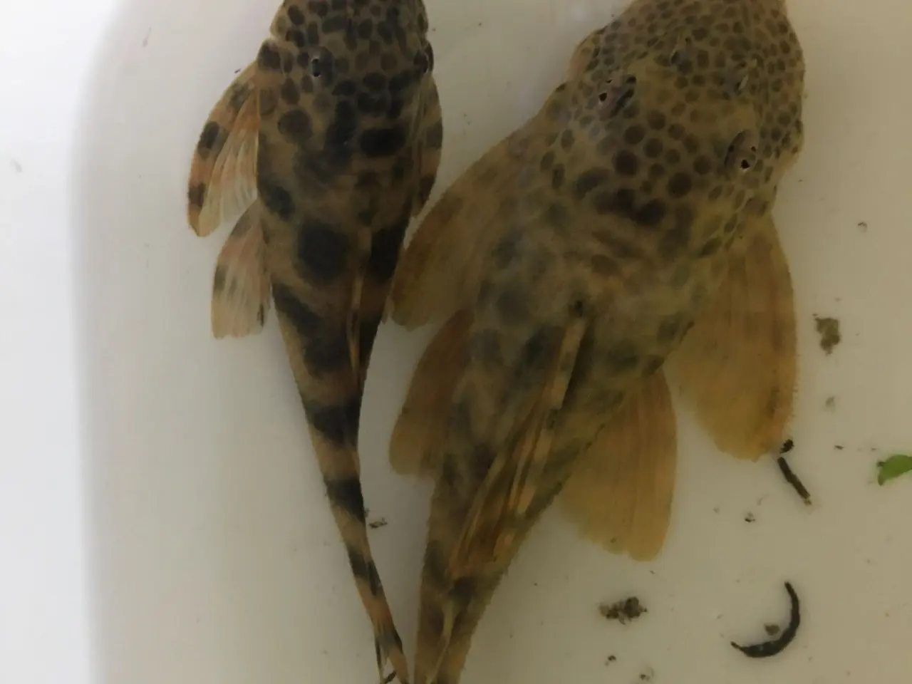 Billede 4 - Peckoltia sabaji L075