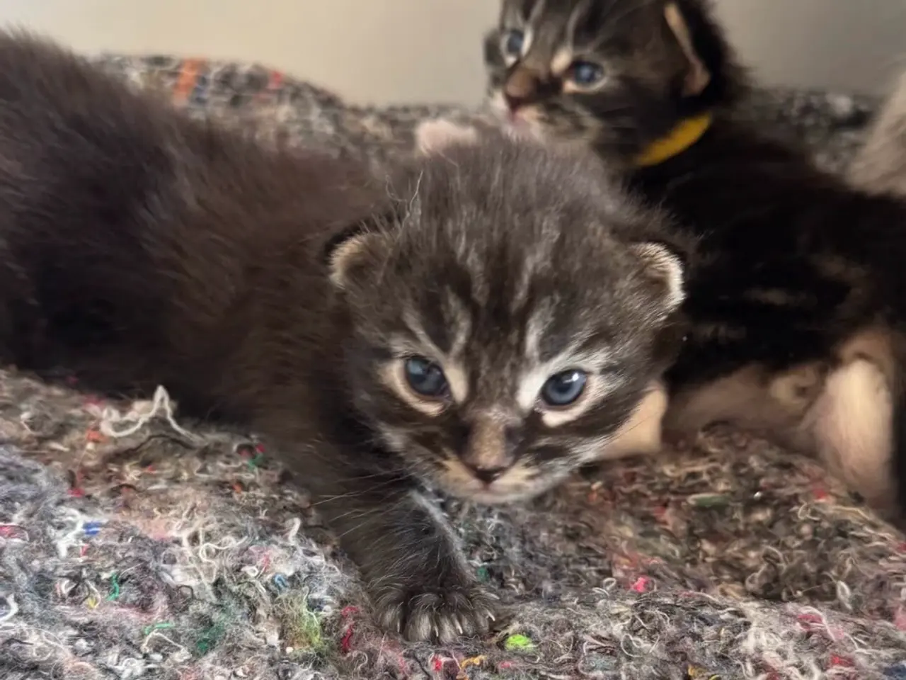 Billede 5 - Maine Coon killing