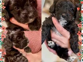 Maltipoo hvalp 6 uger