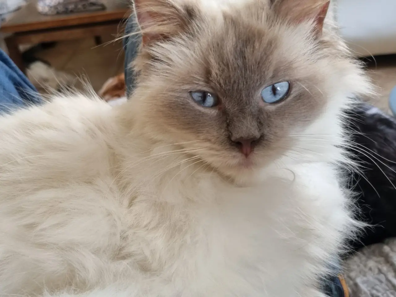 Billede 6 - Ragdoll pige