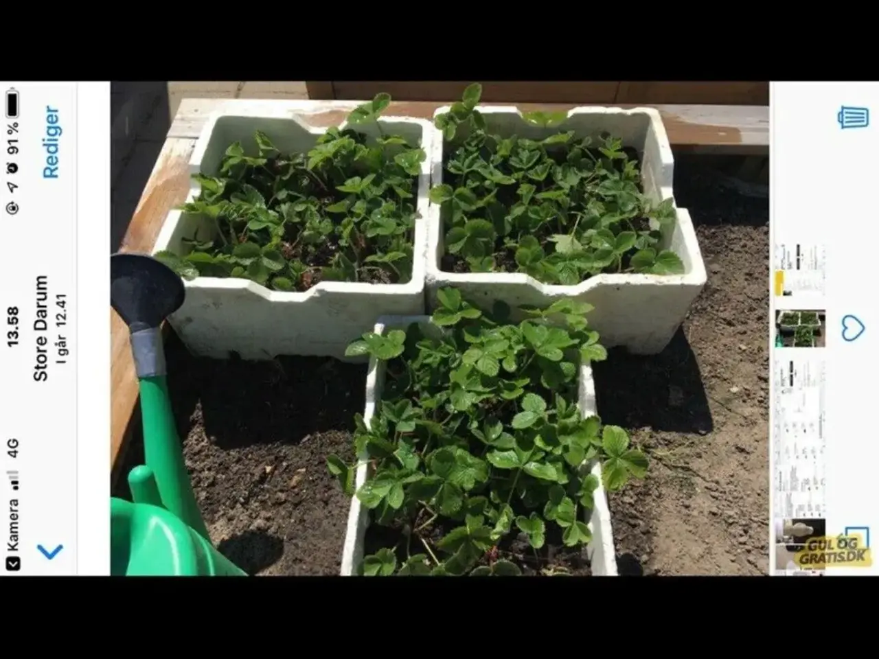 Billede 7 - Jordbær planter