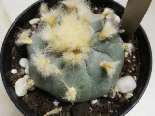 Peyote planter williamsii