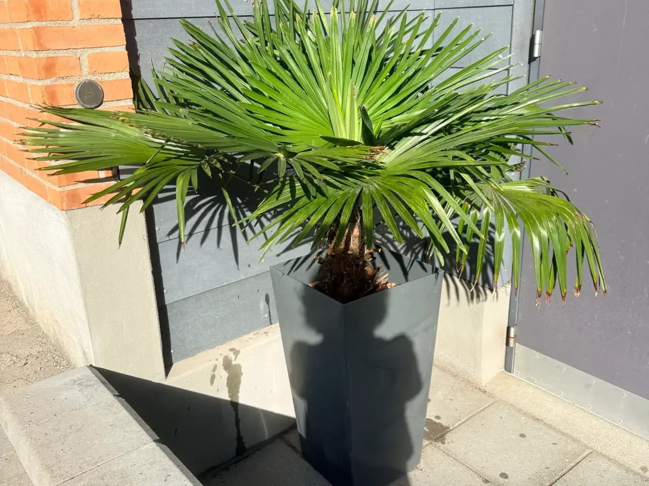 Billede 4 - 🌴 Flot Trachycarpus-palme til salg 🌴
