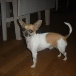 olino