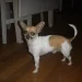 olino