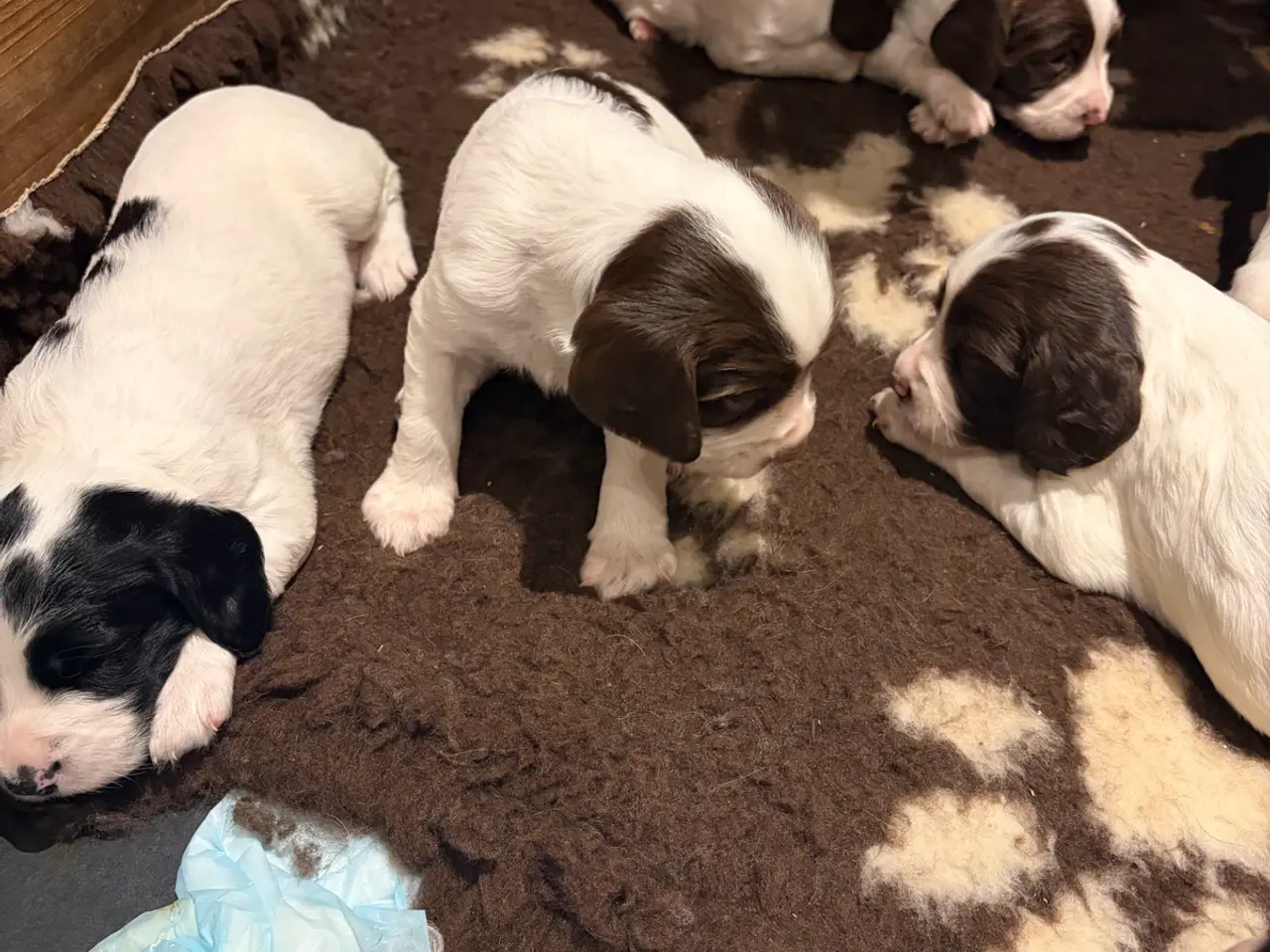 Billede 12 - Ft. Springer Spaniel hvalpe !