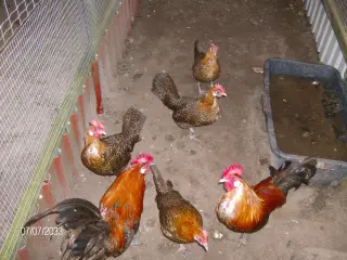 Dværghøns