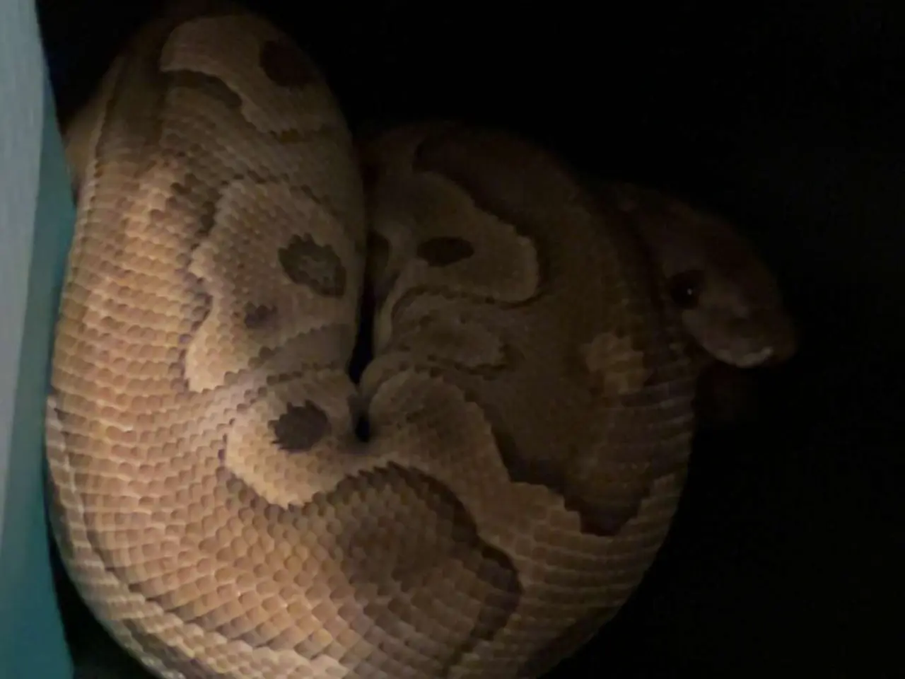 Billede 5 - Kongepython