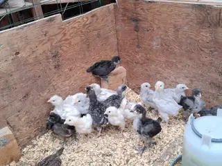 Kyllinger 3 1/2 ugers Engels Araucana & grønlægger