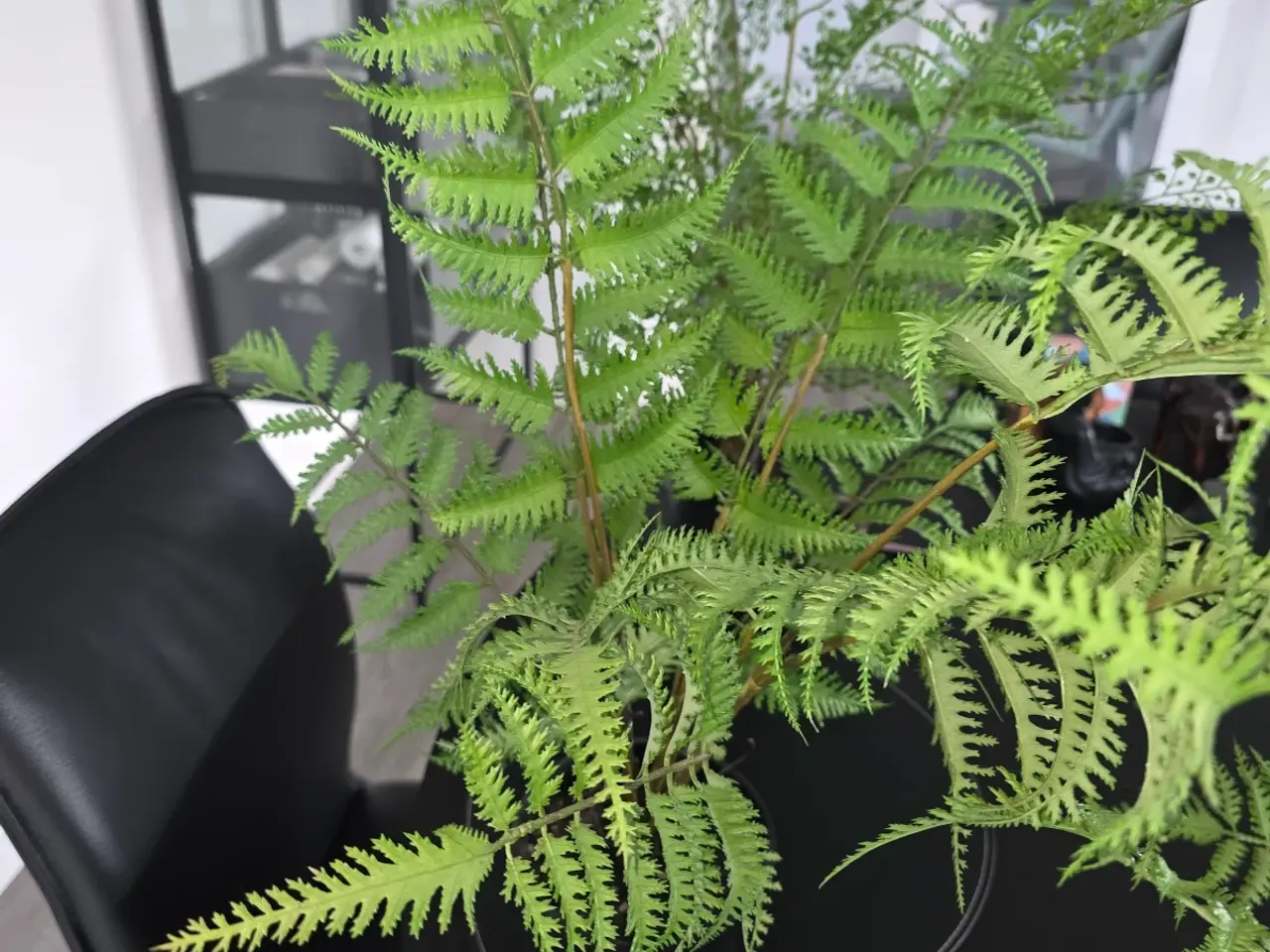 Billede 6 - Smukke kunstige planter