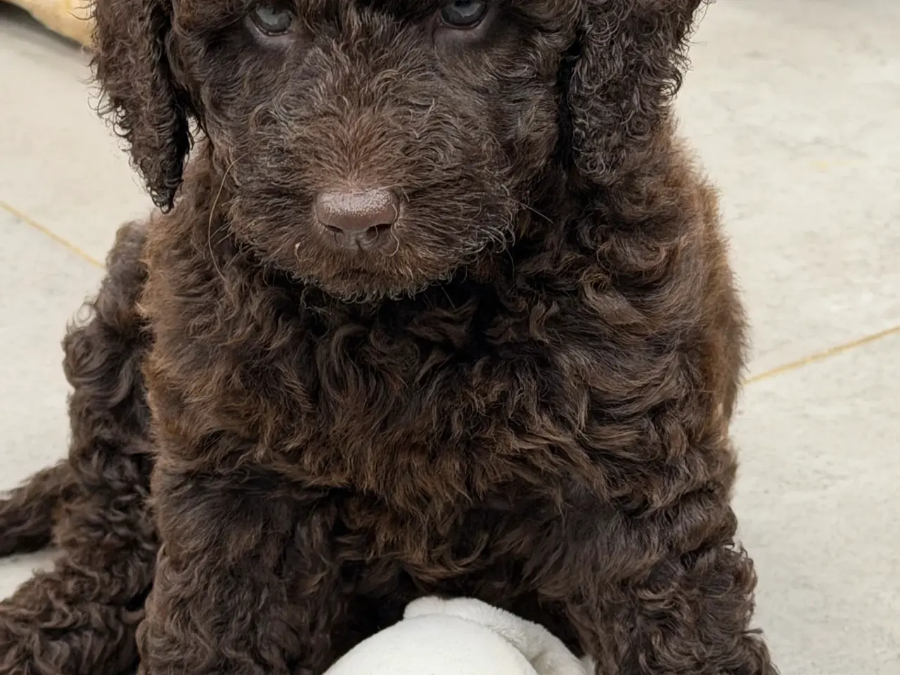 Billede 10 - 🤎🐾 5 skønne Cockapoo-piger i chokoladebrun 🐾🤎
