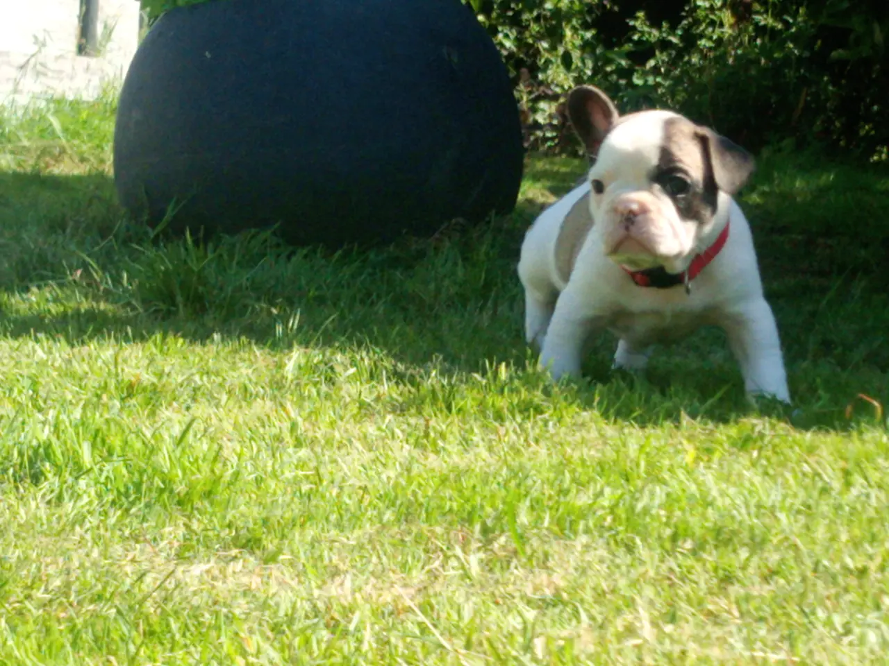Billede 2 - Französische Bulldoggen