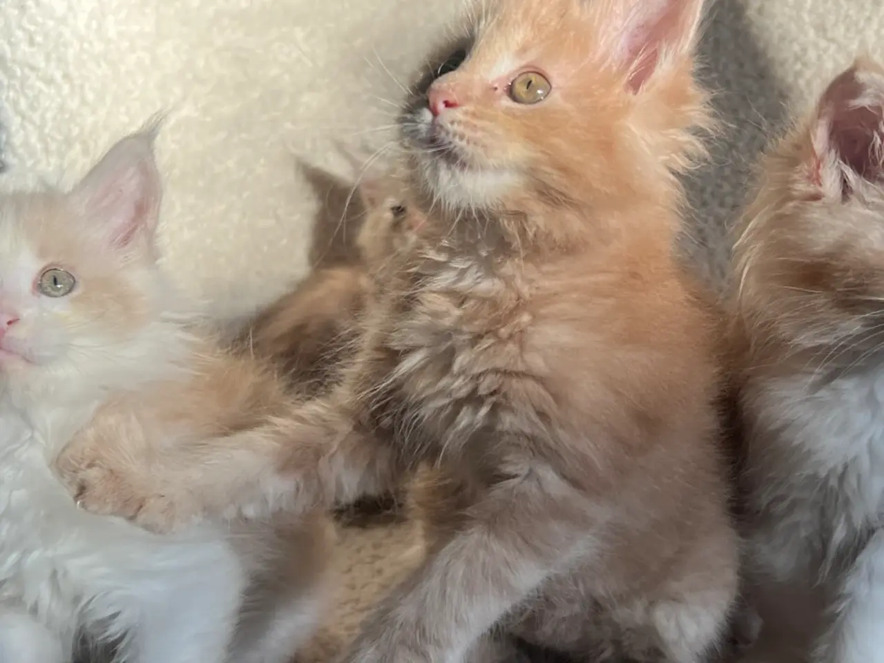 Billede 3 - Mainecoon killinger søger nye hjem