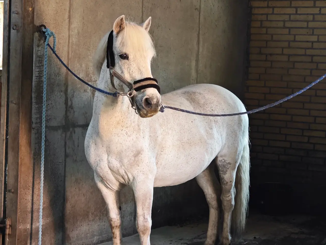 Billede 7 - Allround pony, en ny bedste ven