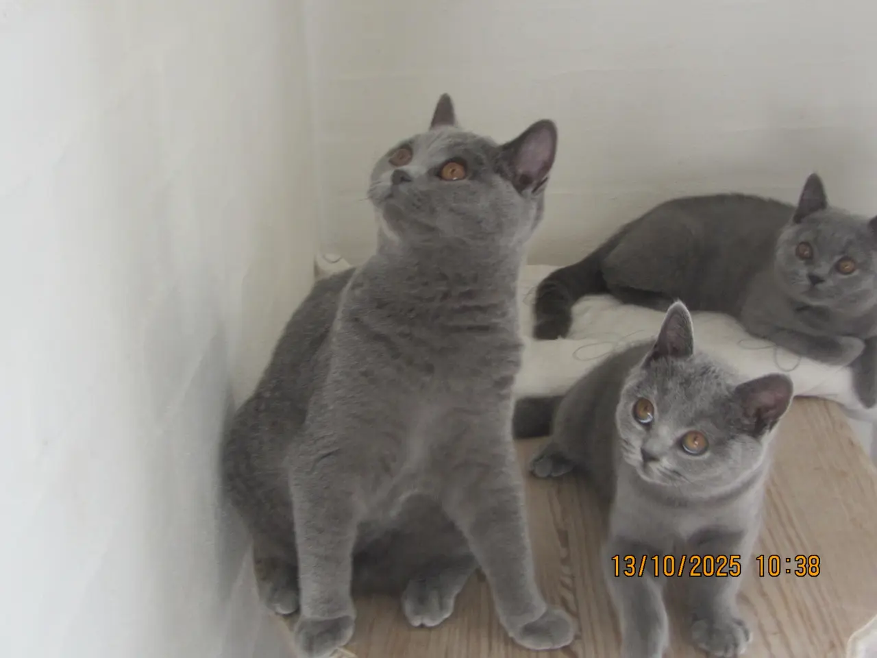 Billede 5 - DK Færge`s Bente efter gamle klassiske blå linjer