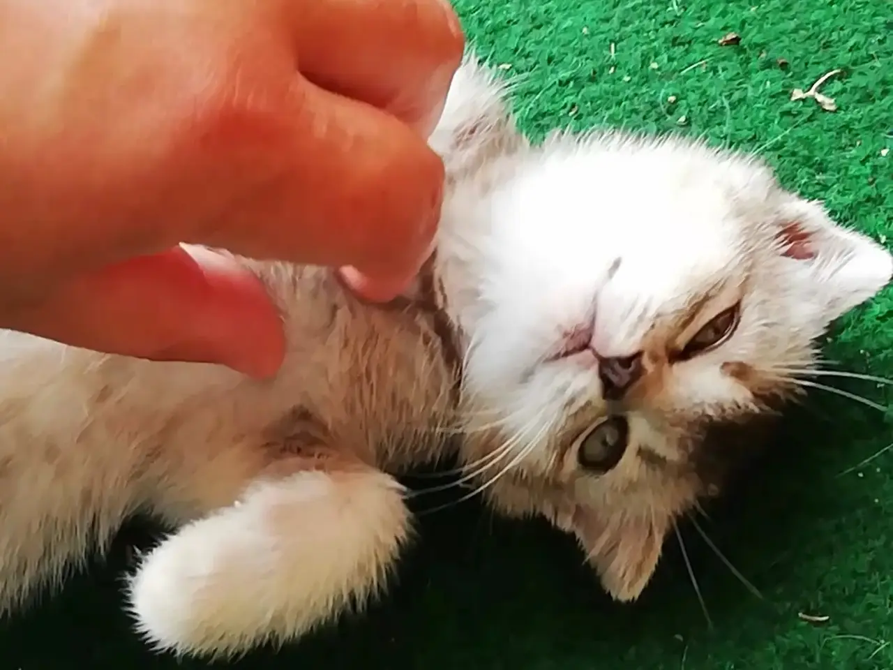 Billede 5 - Nara – Sød og blid Scottish Fold hunkat søger kærl