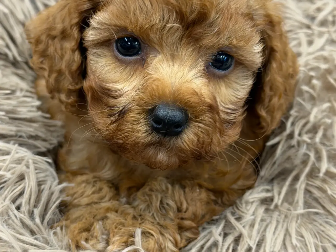 Billede 11 - Skønne mini Maltipoo hvalpe