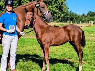 Dansk Sports Pony