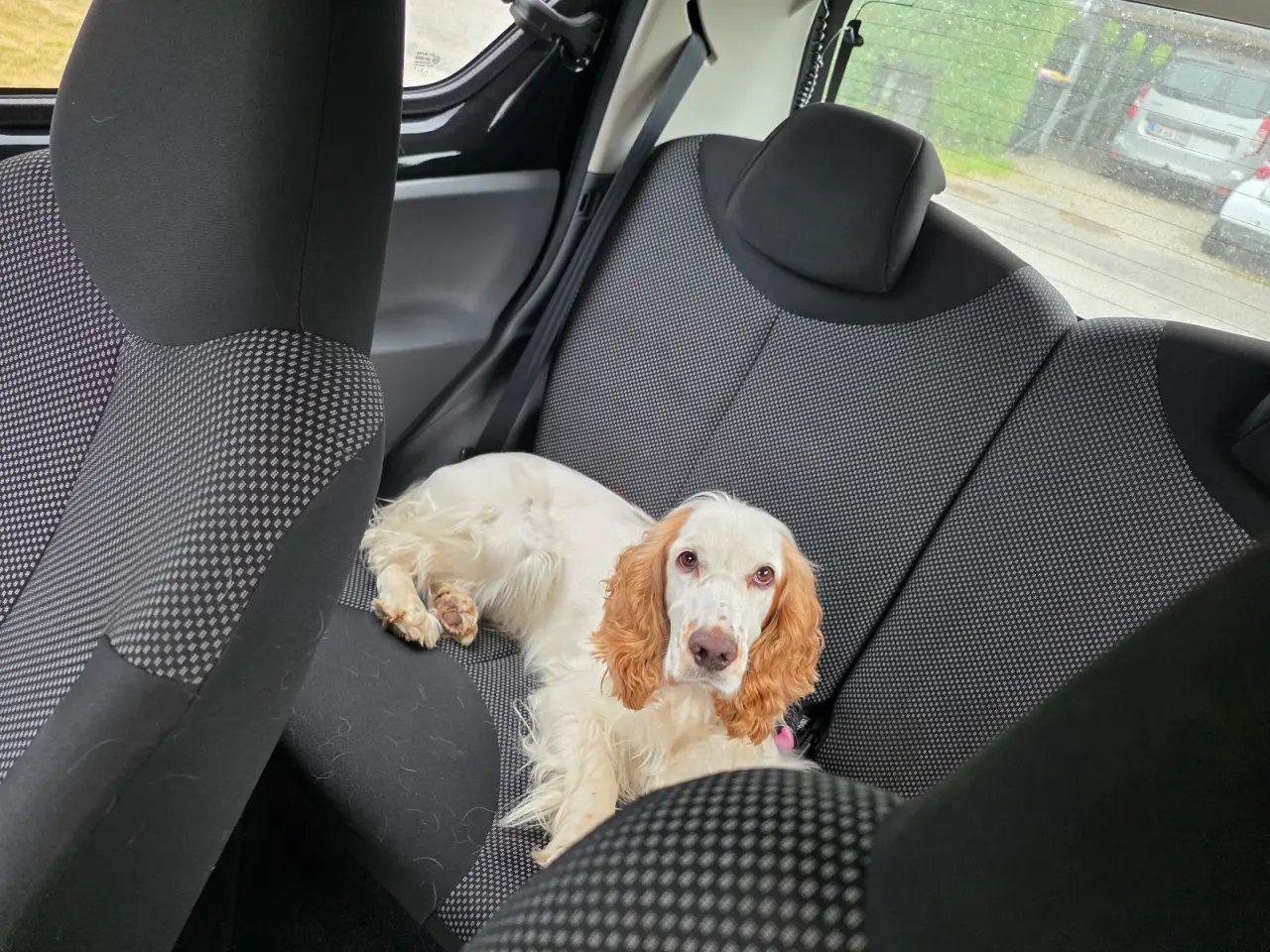 Billede 3 - Verdens lækreste engelske Cocker Spaniel-hvalpe.