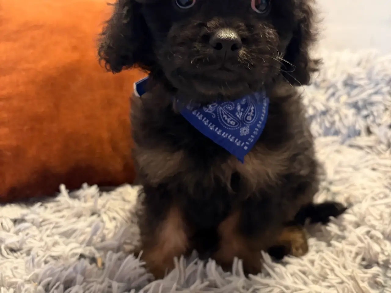 Billede 7 - mini Cavapoo dreng Sigurd er helt rejse klar