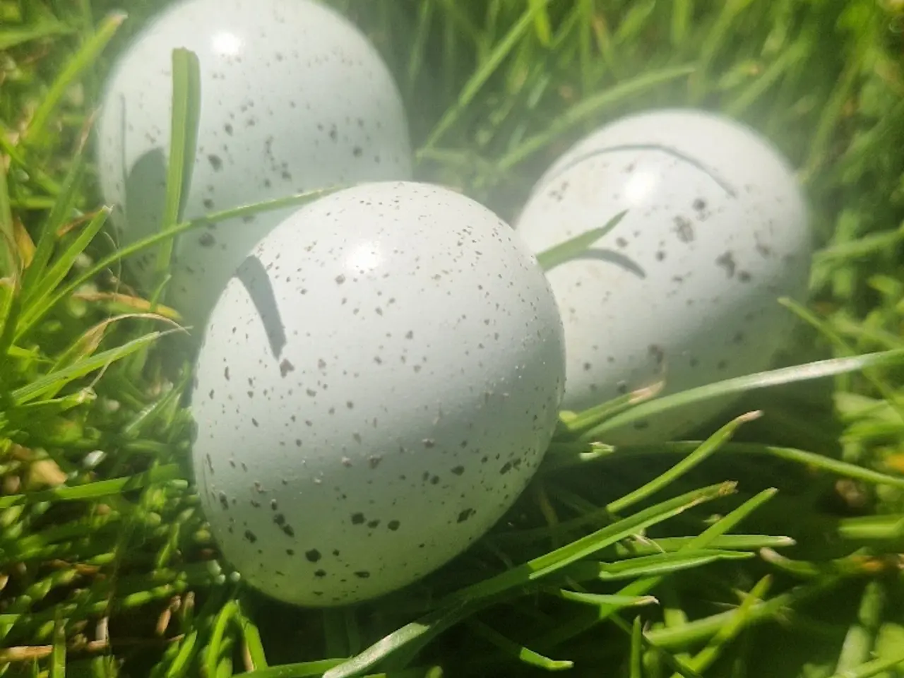 Billede 1 - Celadon vagtel rugeæg
