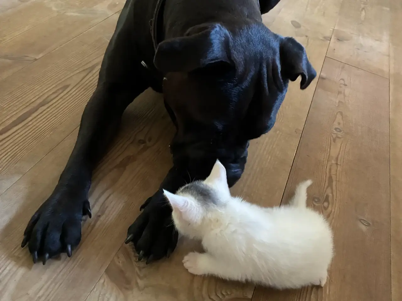 Billede 1 - Killinger der er vant til børn, hund og indelivet