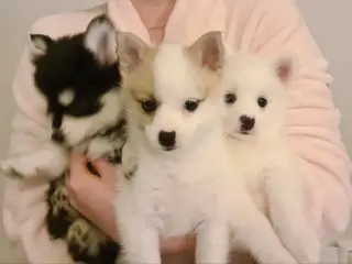 Pomsky F2