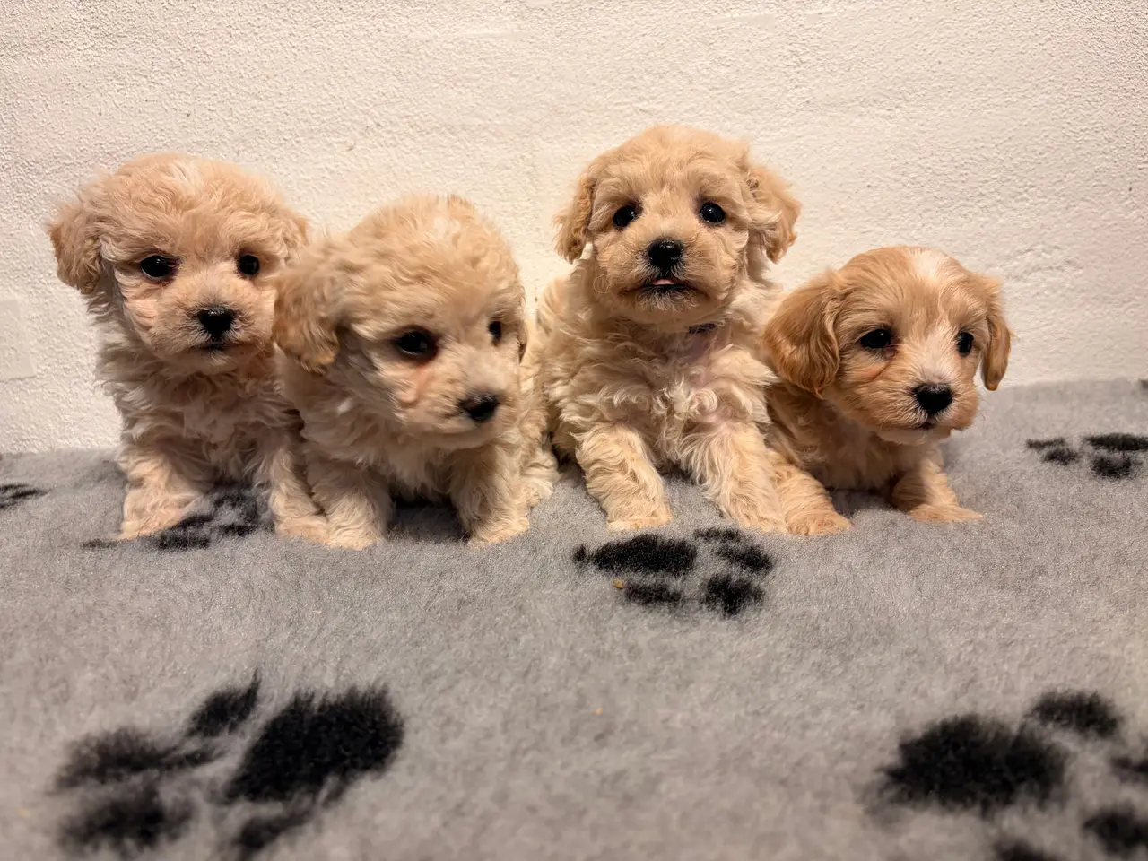 Billede 4 - Se smukkeste små mini Maltipoo babyer 
