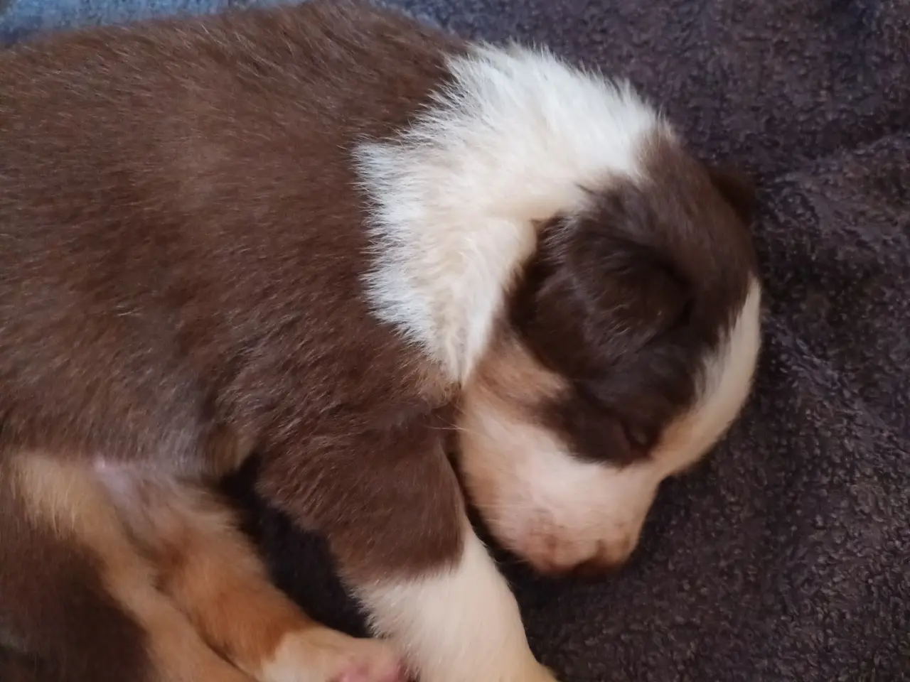 Billede 6 - Border collie hvalpe