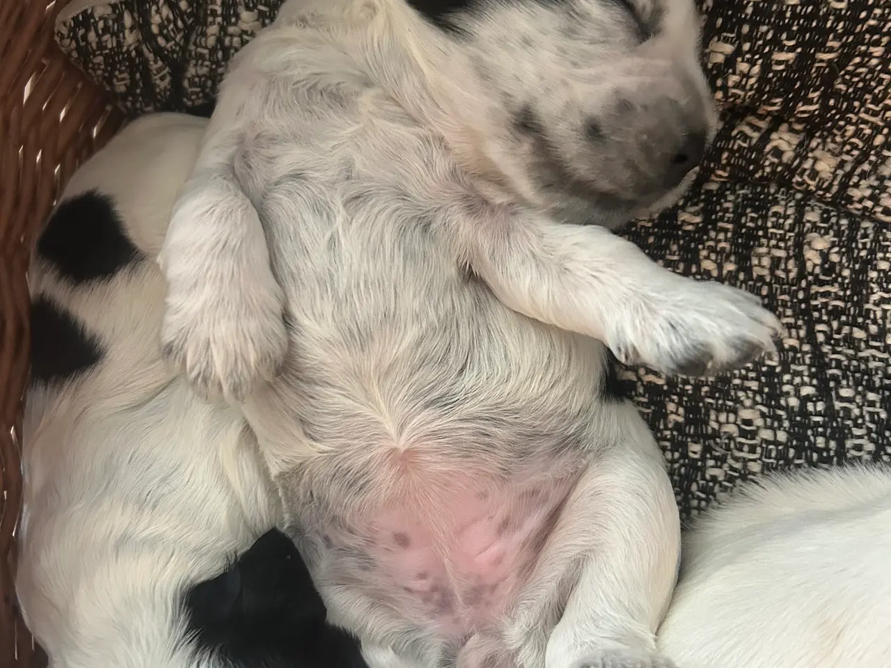 Billede 3 - Engelsk Cocker Spaniel hvalpe/Blue Roan