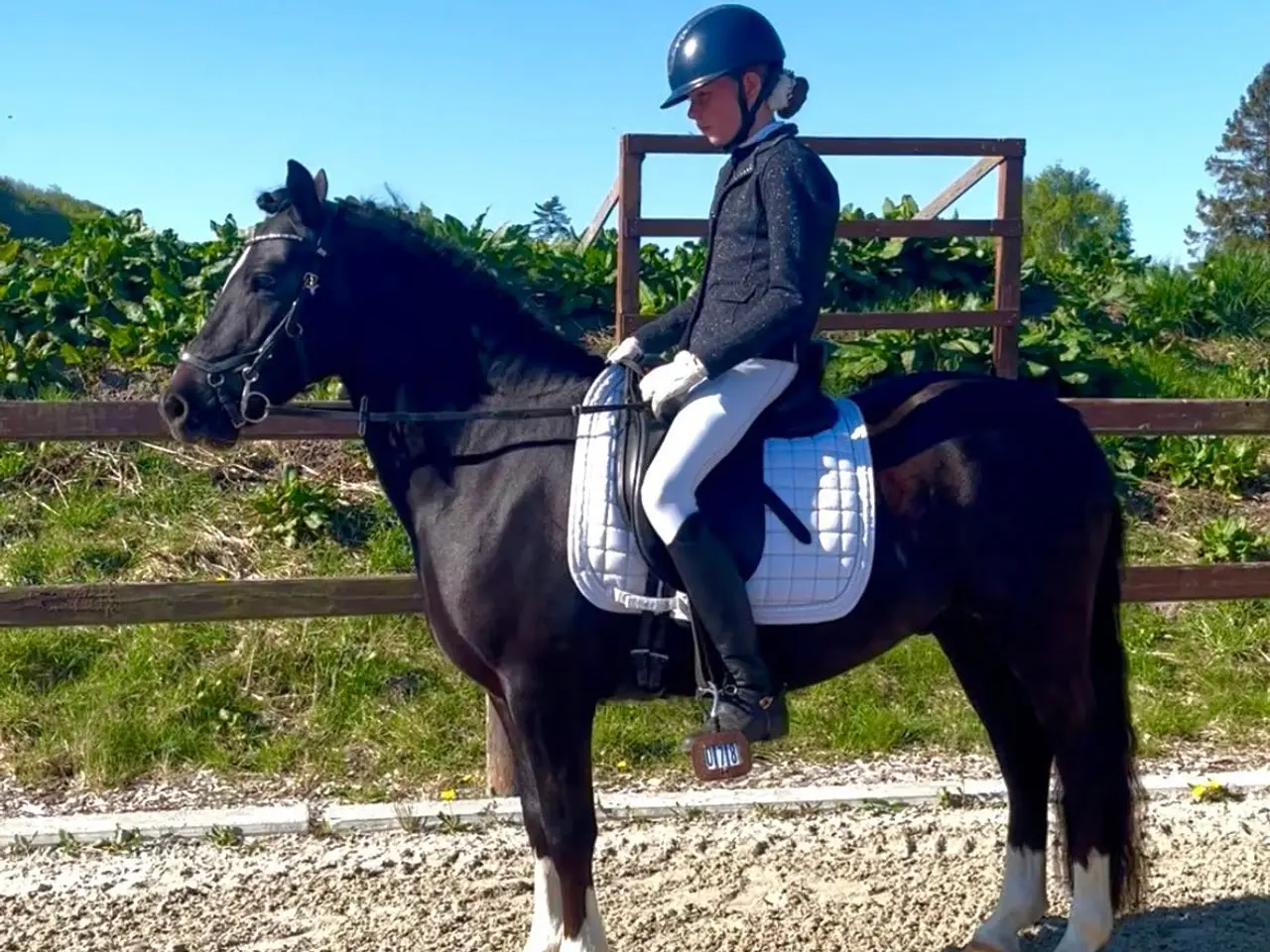 Billede 9 - Max kat 3,super børnepony
