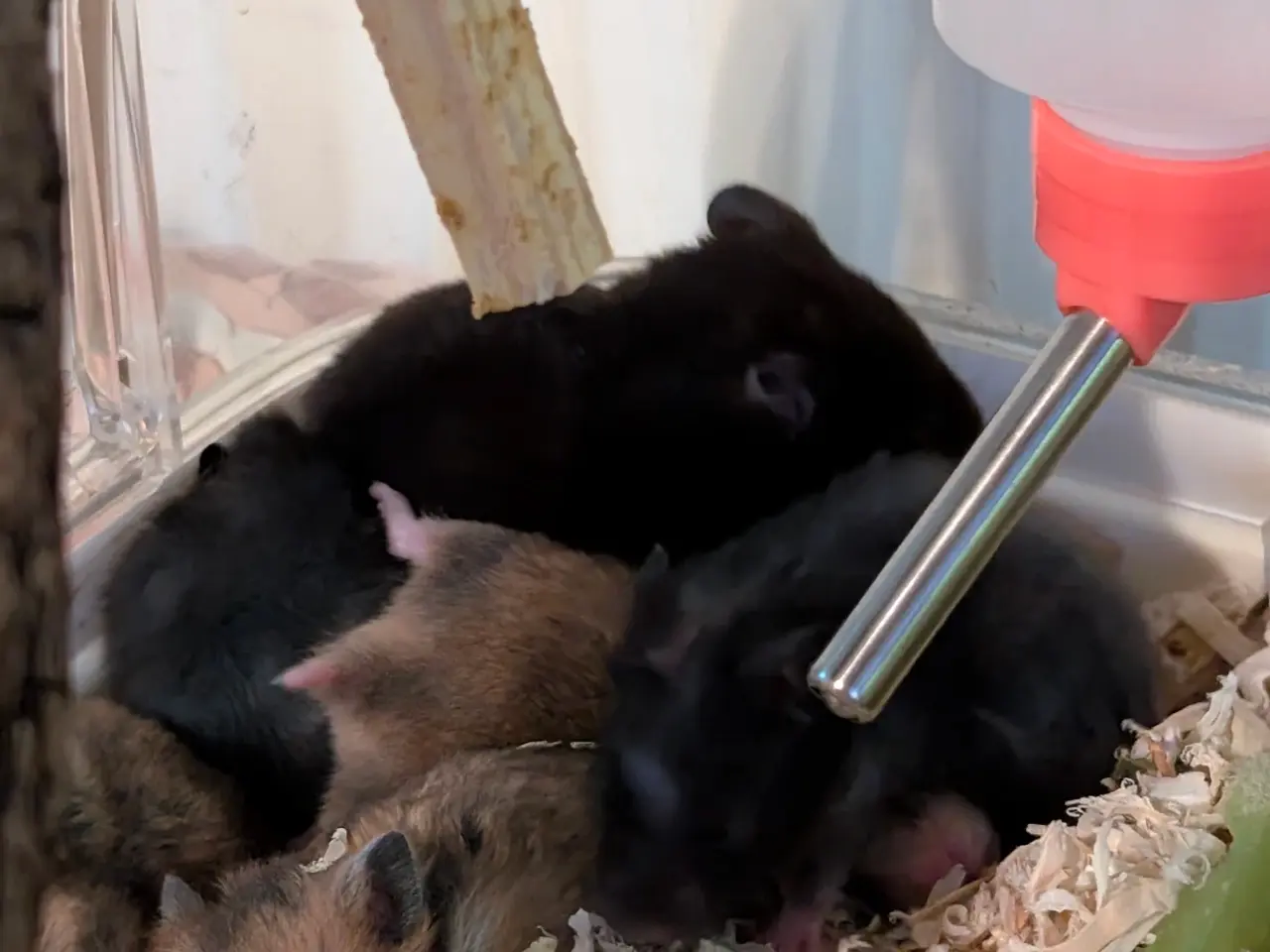 Billede 9 - Hamster unger sælges