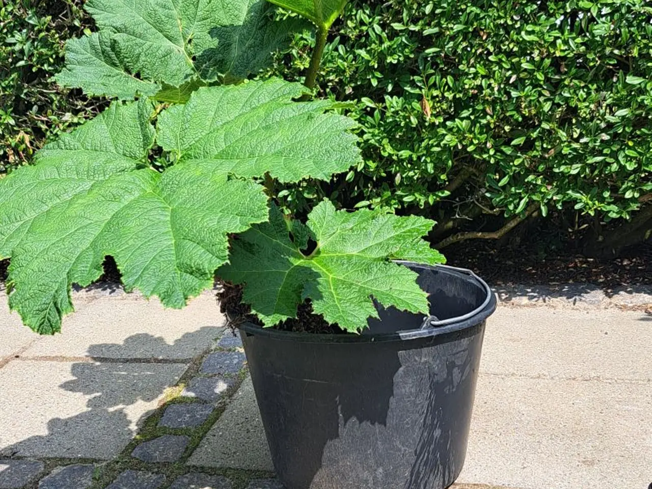 Billede 2 - Mammut / Gunnera Plante