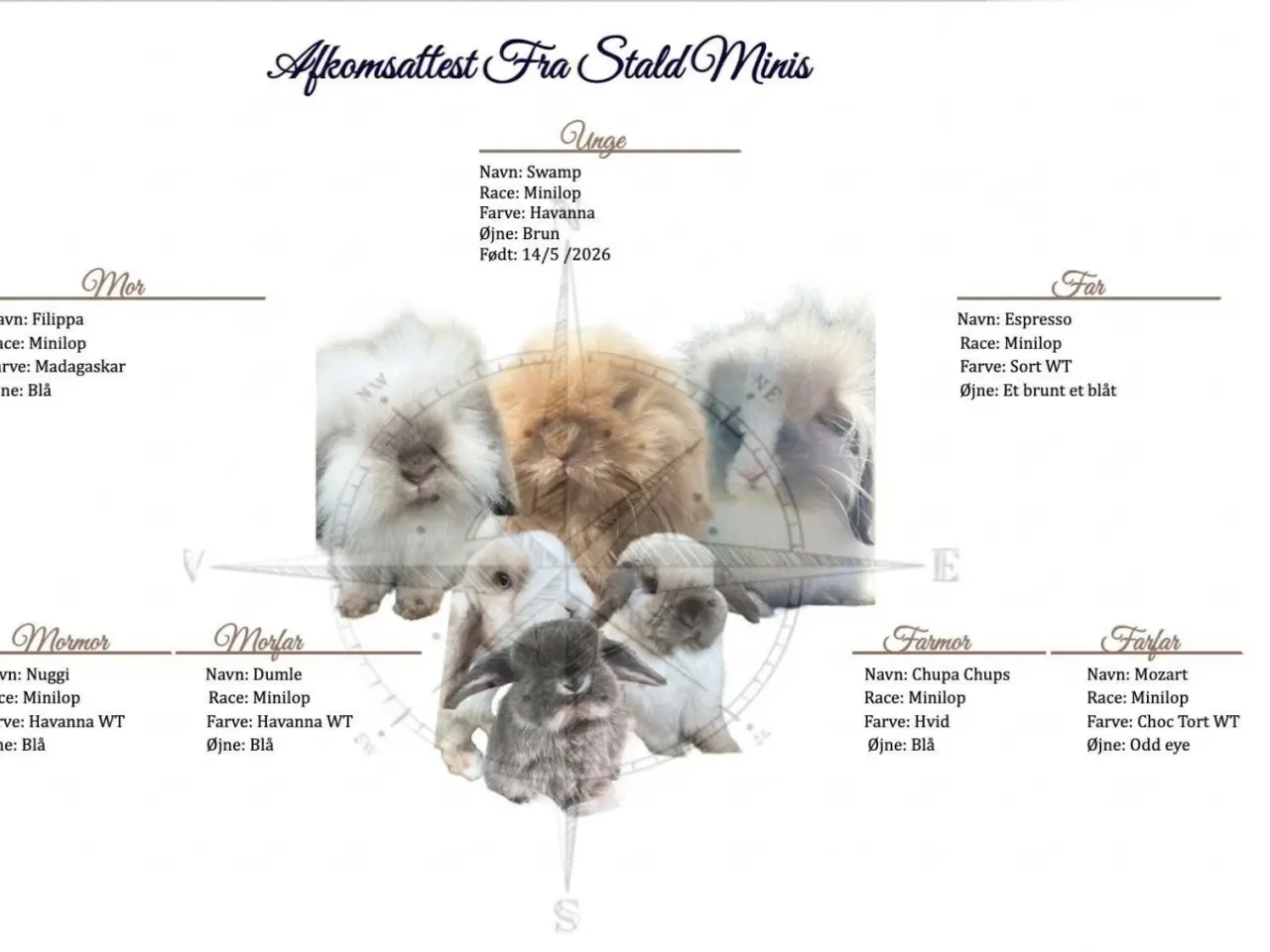 Billede 5 - Mini lop kaniner