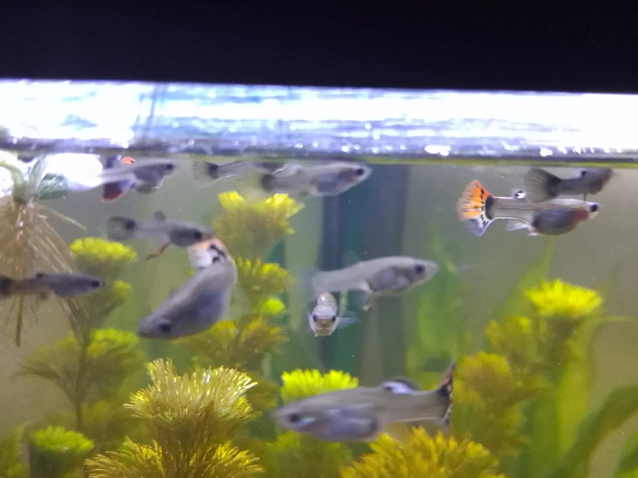 Billede 1 - Guppy mix han og hun