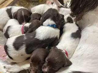 FT Springer Spaniel hvalpe, salgsklar 10 maj