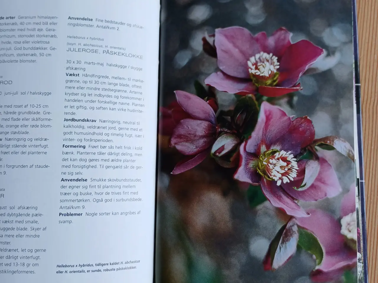 Billede 3 - Blomsterhaven af Jane Schul