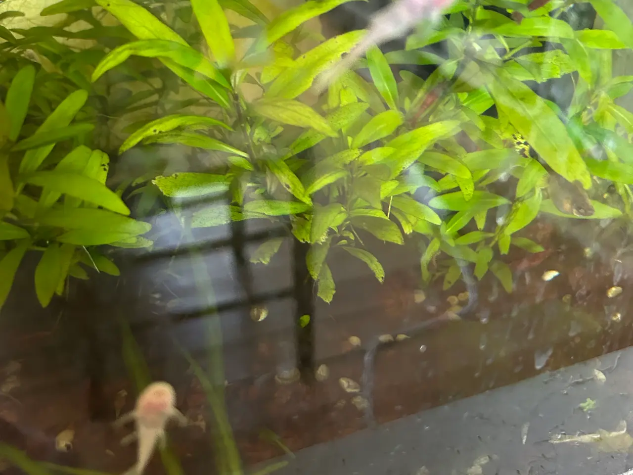 Billede 10 - ❄️🐟 Snow White Ancistrus – flotte hvide maller